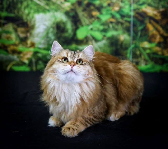 chat hypoallergenique